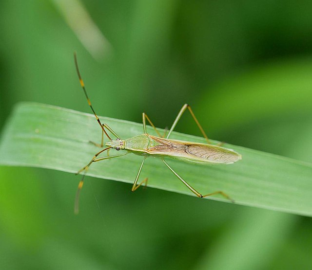 Leptocorisa chinensis